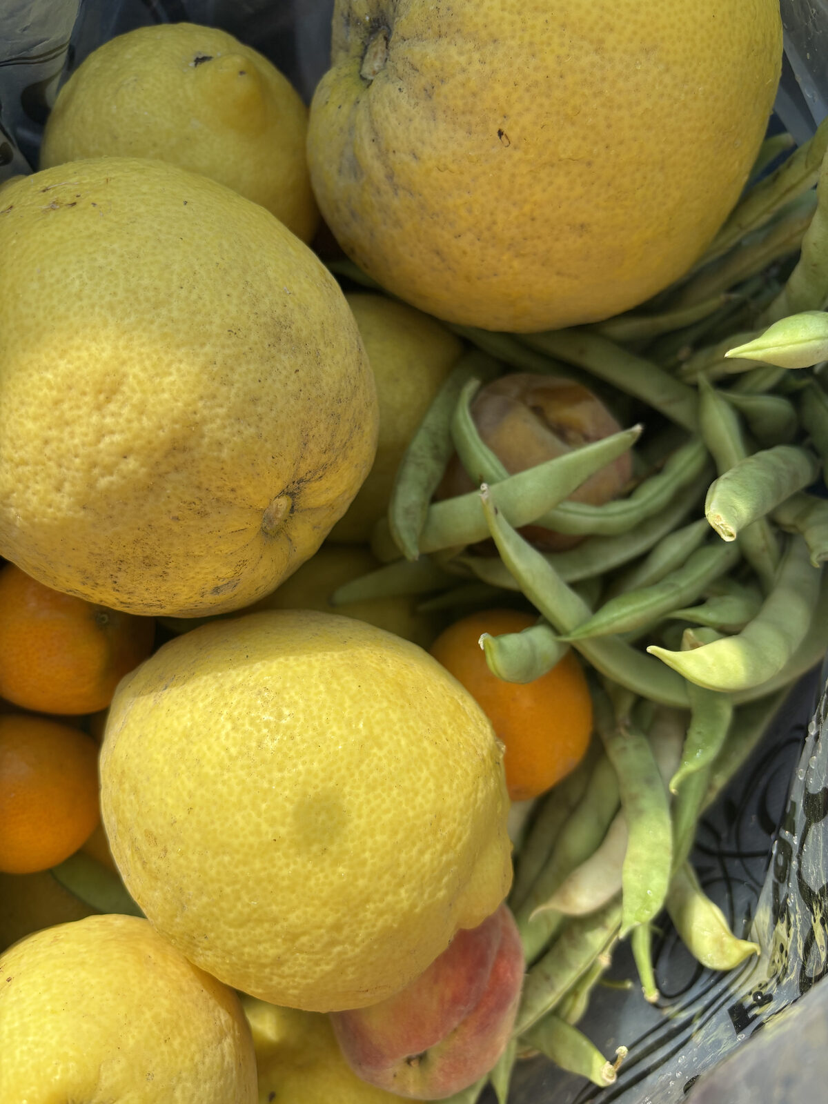 Rescued lemons, oranges and green beans